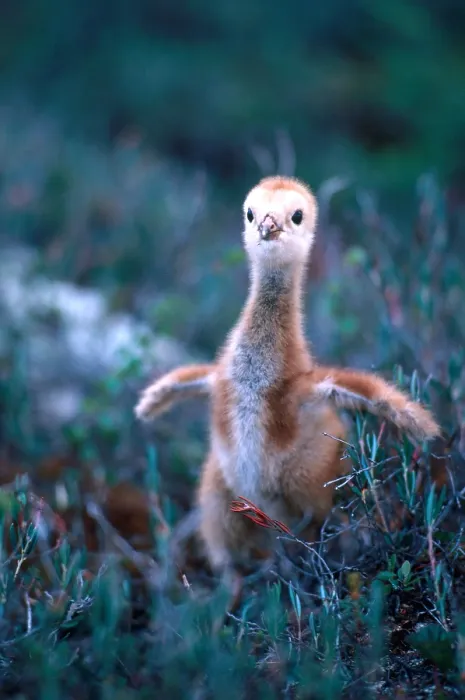 Framed Print : Sandhill Crane chick (Grus canadensis) Framed Print : Sandhill Crane chick (Grus canadensis)