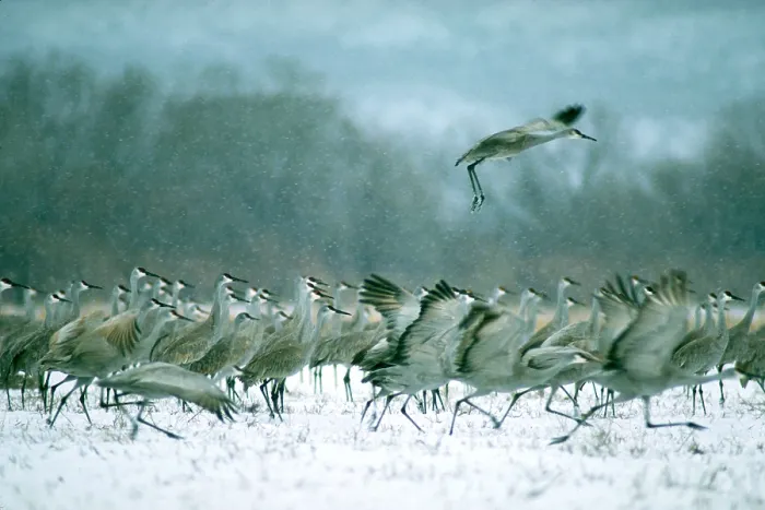 Framed Print : Sandhill cranes Framed Print : Sandhill cranes