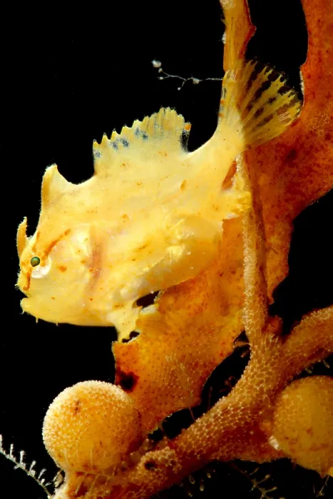 Framed Print : Sargassum Anglerfish Framed Print : Sargassum Anglerfish