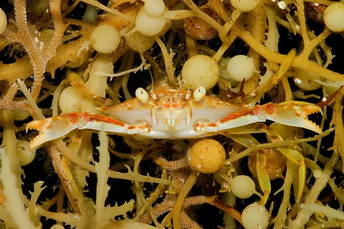 Framed Print : Sargassum Crab Framed Print : Sargassum Crab