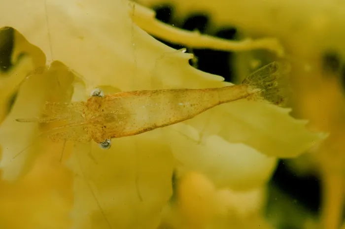 Framed Print : Sargassum Shrimp Framed Print : Sargassum Shrimp