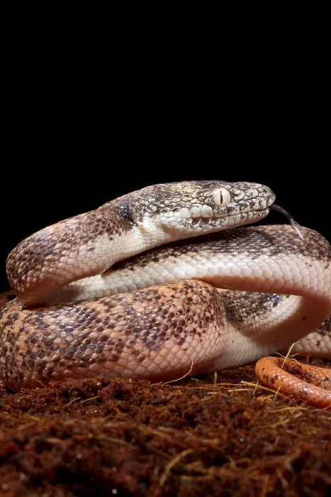 Framed Print : Savu Python in Defensive Posture Framed Print : Savu Python in Defensive Posture