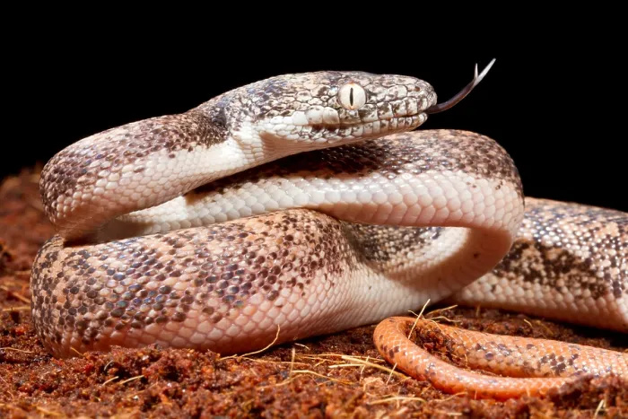 Framed Print : Savu Python in Defensive Posture Framed Print : Savu Python in Defensive Posture