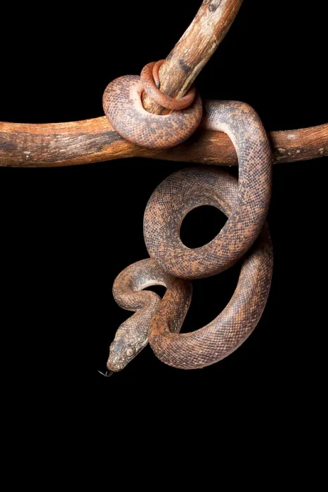 Framed Print : Savu Python on Tree Branch Framed Print : Savu Python on Tree Branch