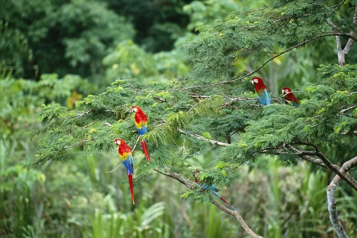 Framed Print : Scarlet and Green Winged Macaws