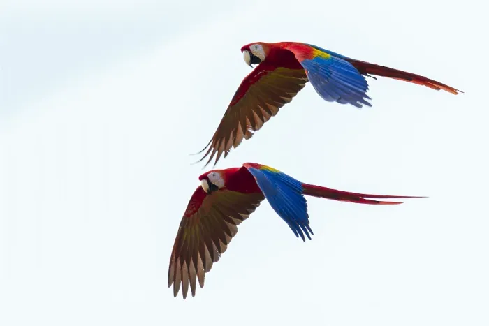 Framed Print : Scarlet Macaws