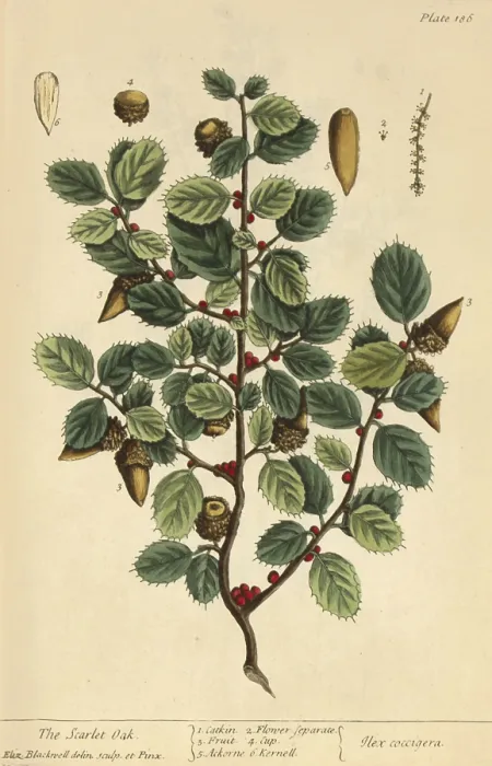 Framed Print : Scarlet Oak, Medicinal Plant, 1737 Framed Print : Scarlet Oak, Medicinal Plant, 1737