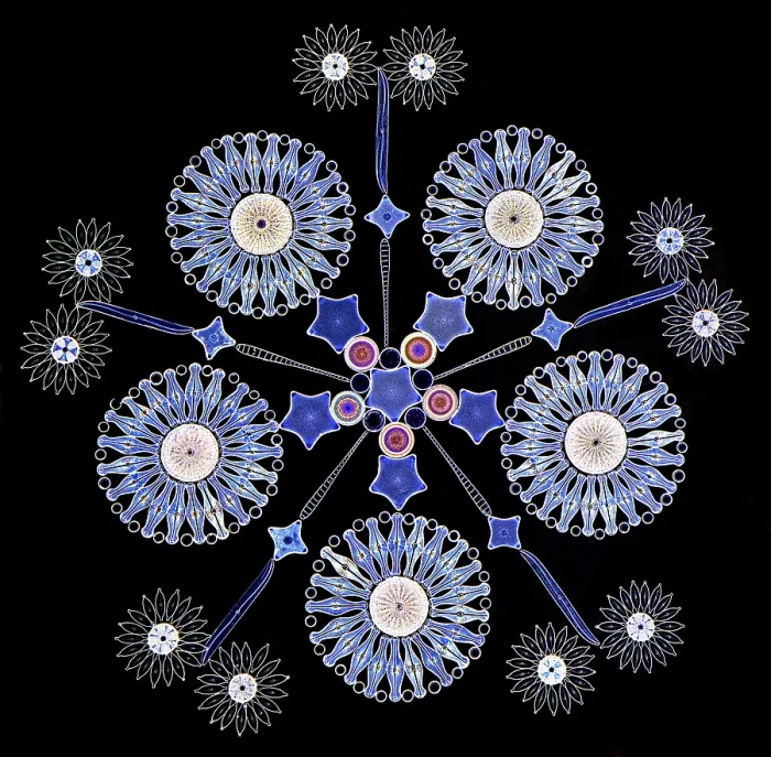 Framed Print : ScienceSource 07 21 25, 1954624 h Framed Print : ScienceSource 07 21 25, 1954624 h