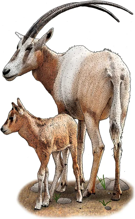 Framed Print : Scimitar Oryx Framed Print : Scimitar Oryx