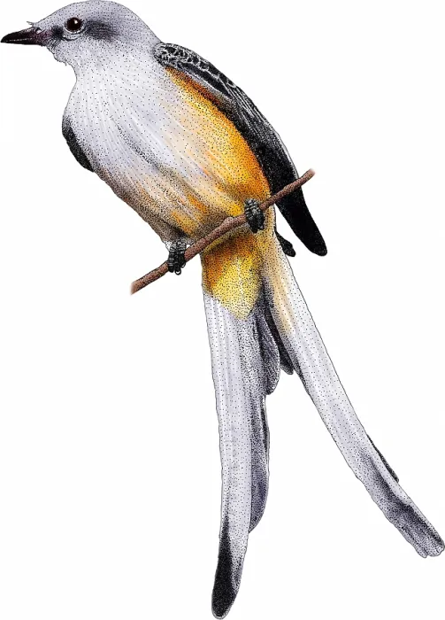 Framed Print : Scissor-tailed Flycatcher Framed Print : Scissor-tailed Flycatcher