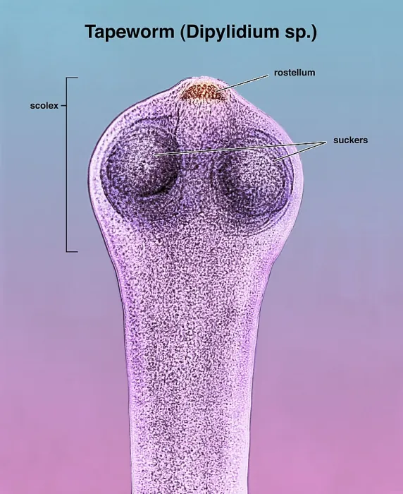 Framed Print : Scolex of a Tapeworm (Dipylidium sp.) under a microscope