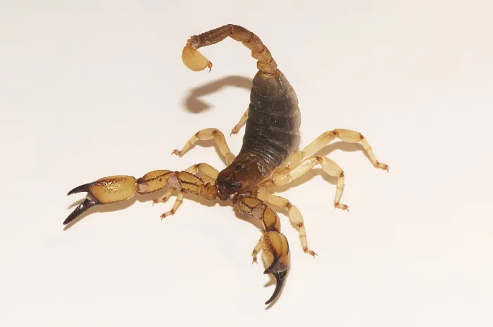Framed Print : Scorpion, Anuroctonus pococki Framed Print : Scorpion, Anuroctonus pococki