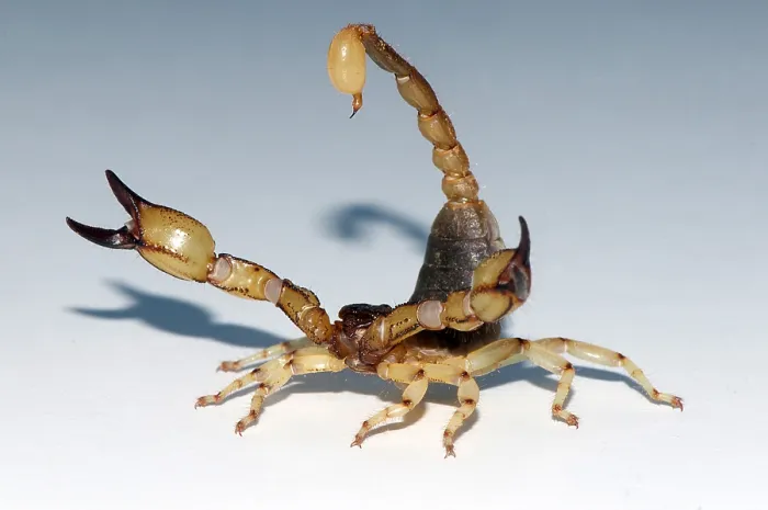 Framed Print : Scorpion, Anuroctonus pococki Framed Print : Scorpion, Anuroctonus pococki