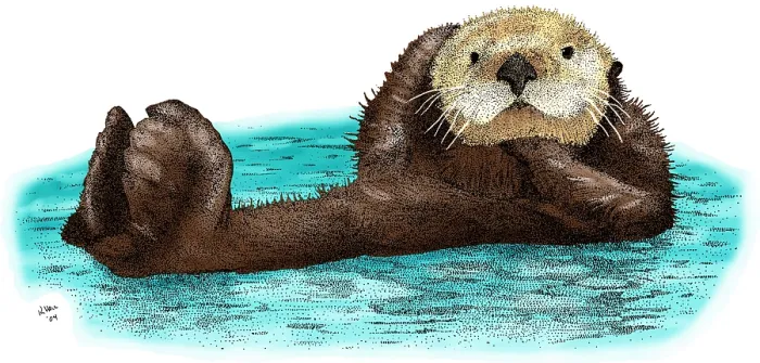 Framed Print : Sea Otter. Colorized pen and ink illustration of a Sea Otter (Enhydra lutris)