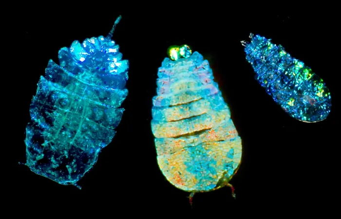 Framed Print : Sea Sapphire, a copepod Framed Print : Sea Sapphire, a copepod