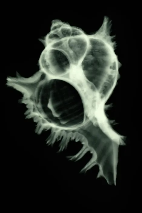 Framed Print : Sea Shell, X-ray Framed Print : Sea Shell, X-ray