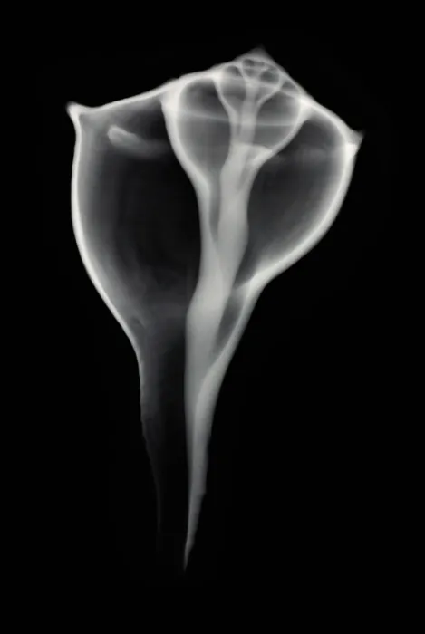 Framed Print : Sea Shell, X-ray Framed Print : Sea Shell, X-ray