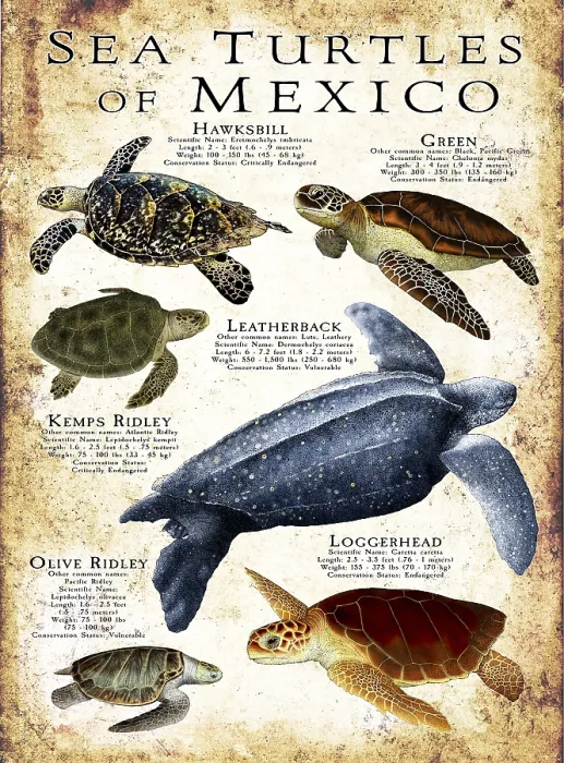 Framed Print : Sea Turtles of Mexico Framed Print : Sea Turtles of Mexico