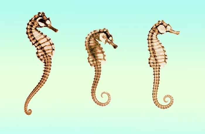 Framed Print : Seahorses, Historical X-Ray Framed Print : Seahorses, Historical X-Ray