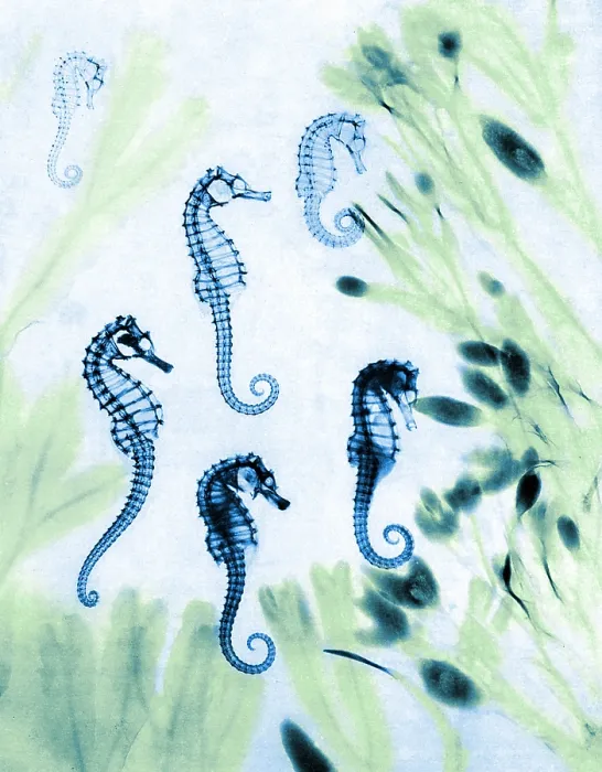 Framed Print : Seahorses, Historical X-Ray Framed Print : Seahorses, Historical X-Ray