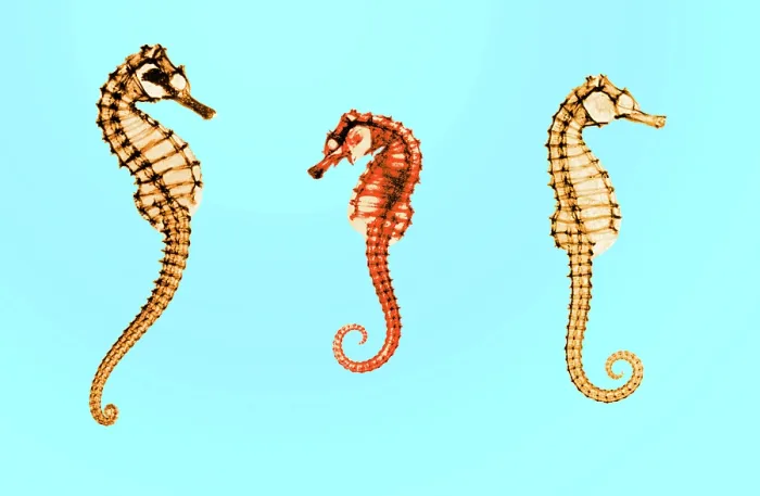 Framed Print : Seahorses, Historical X-Ray Framed Print : Seahorses, Historical X-Ray