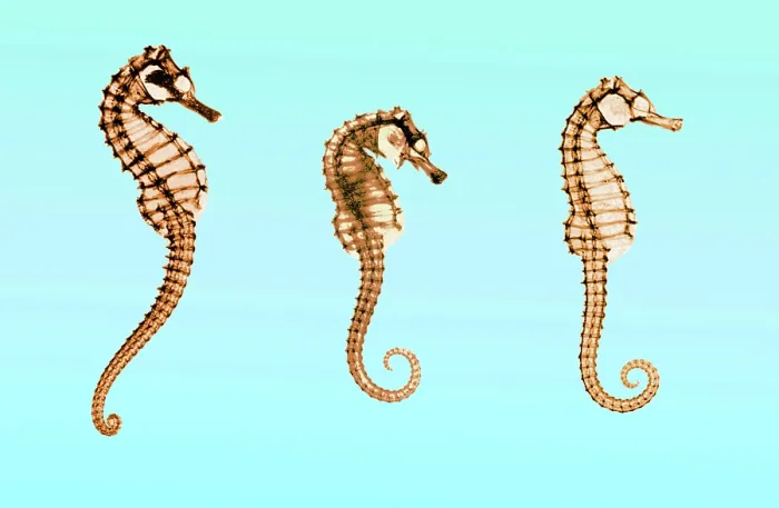 Framed Print : Seahorses, Historical X-Ray Framed Print : Seahorses, Historical X-Ray