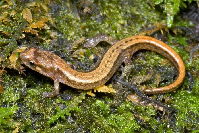 Framed Print : Seepage Salamander Framed Print : Seepage Salamander