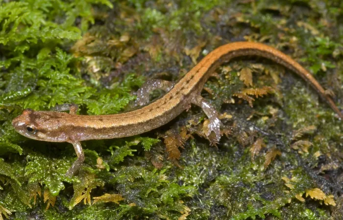 Framed Print : Seepage Salamander