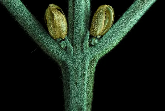 Framed Print : SEM Male Flower of Cannabis Plant Framed Print : SEM Male Flower of Cannabis Plant