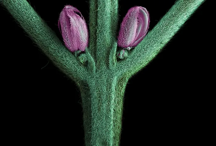 Framed Print : SEM Male Flower of Cannabis Plant Framed Print : SEM Male Flower of Cannabis Plant