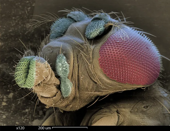 Framed Print : SEM of a Mutant Fruit Fly Framed Print : SEM of a Mutant Fruit Fly