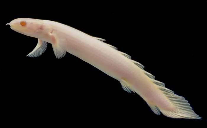 Framed Print : Senegal bichir (Polypterus senegalus) Framed Print : Senegal bichir (Polypterus senegalus)