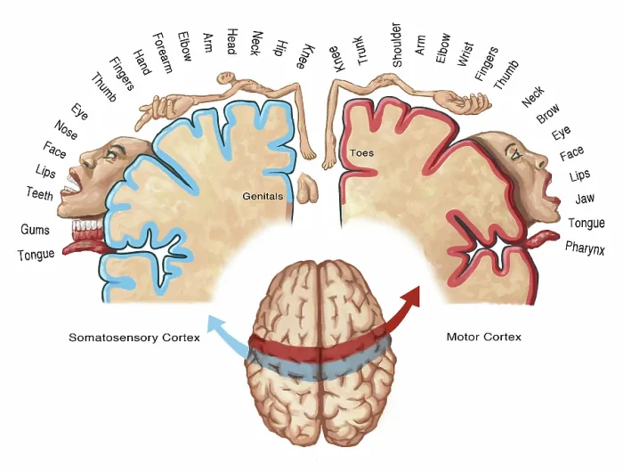 Framed Print : Sensory Cortical Homunculus, Mapping the Human Senses, Medical Illustration Framed Print : Sensory Cortical Homunculus, Mapping the Human Senses, Medical Illustration