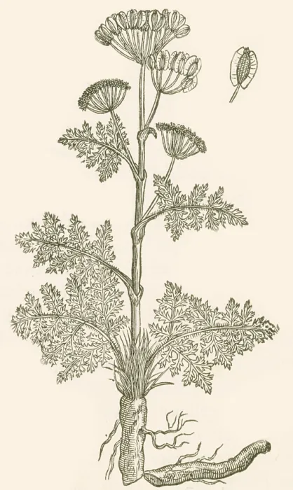 Framed Print : Seseli, Herbaceous Perennial Framed Print : Seseli, Herbaceous Perennial