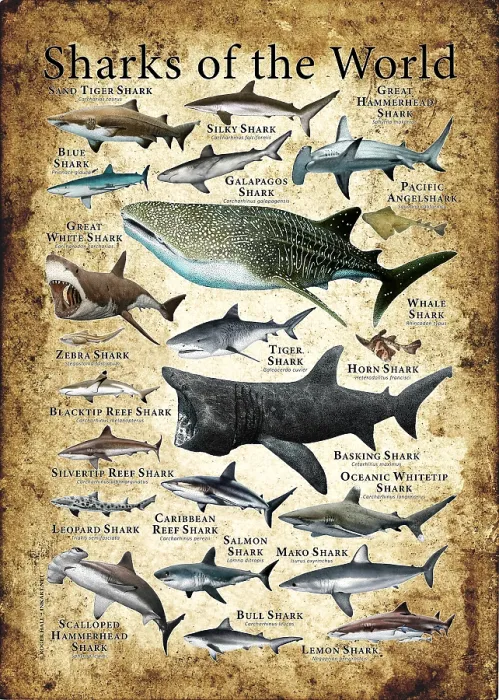Framed Print : Sharks of the World Framed Print : Sharks of the World
