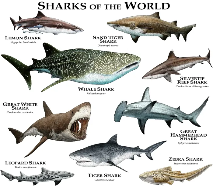 Framed Print : Sharks of the World Framed Print : Sharks of the World