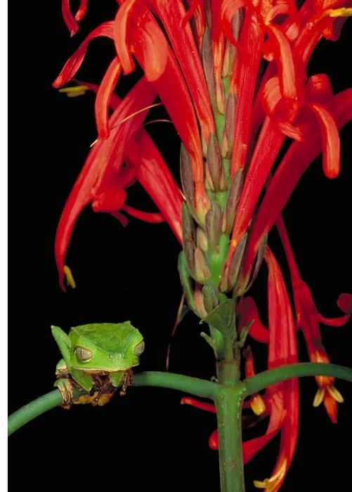 Framed Print : Sharp-backed Monkey Tree Frog Framed Print : Sharp-backed Monkey Tree Frog