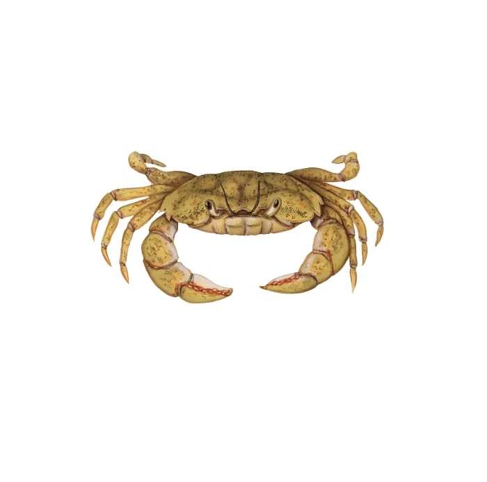 Framed Print : Shore Crab Framed Print : Shore Crab