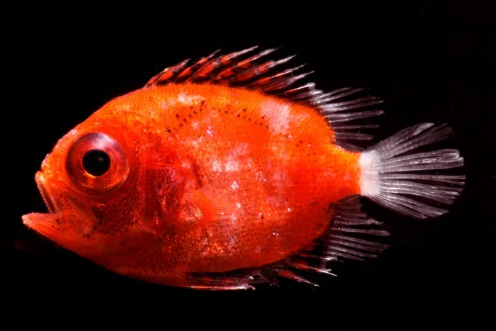 Framed Print : Short Bigeye (Pristigenys alta) Framed Print : Short Bigeye (Pristigenys alta)