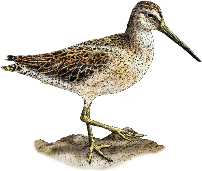 Framed Print : Short-Billed Dowitcher Framed Print : Short-Billed Dowitcher