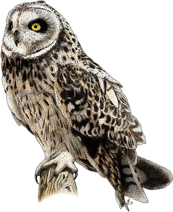 Framed Print : Short-Eared Owl Framed Print : Short-Eared Owl