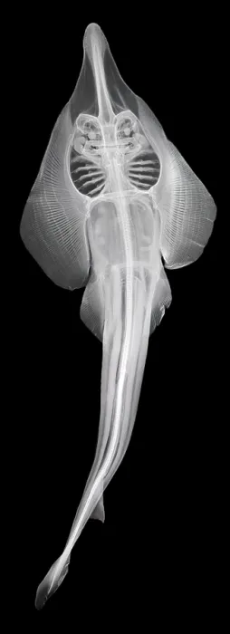 Framed Print : Shovelnosed Ray Framed Print : Shovelnosed Ray