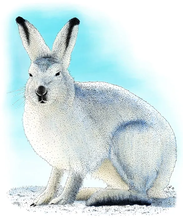 Framed Print : Showshoe Hare Framed Print : Showshoe Hare