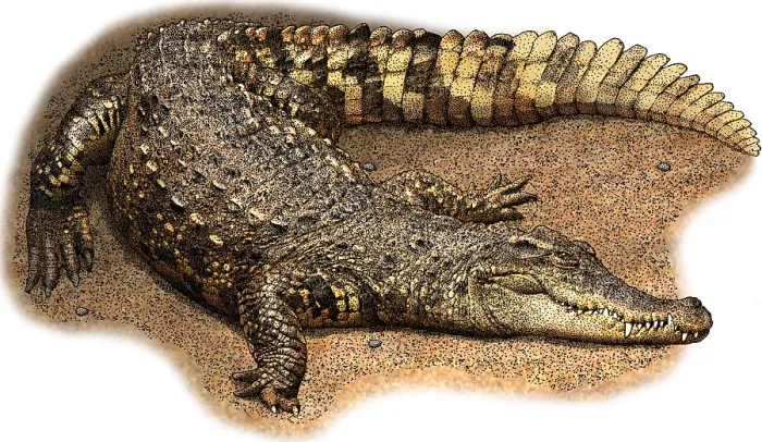 Framed Print : Siamese Crocodile, C. siamensis, Illustration Framed Print : Siamese Crocodile, C. siamensis, Illustration