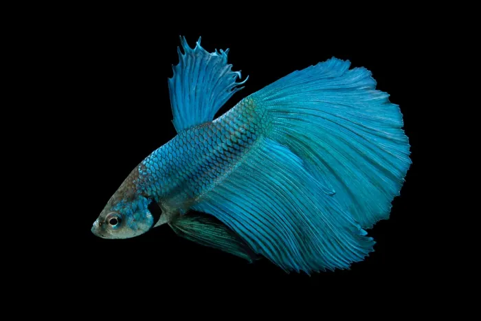 Framed Print : Siamese Fighting fish or Betta Framed Print : Siamese Fighting fish or Betta