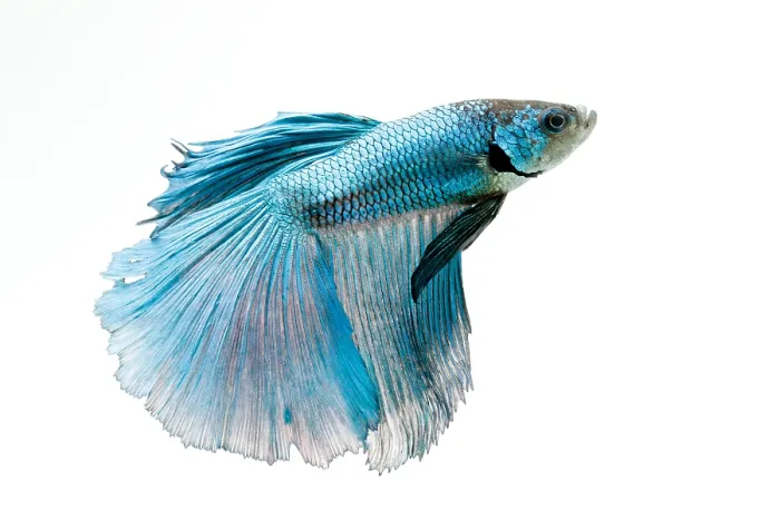 Framed Print : Siamese Fighting fish or Betta Framed Print : Siamese Fighting fish or Betta