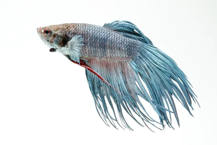 Framed Print : Siamese Fighting fish or Betta Framed Print : Siamese Fighting fish or Betta