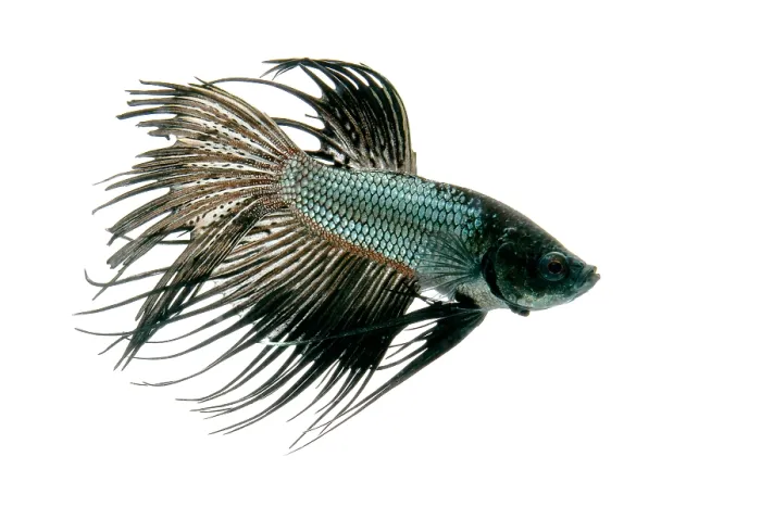 Framed Print : Siamese Fighting fish or Betta Framed Print : Siamese Fighting fish or Betta