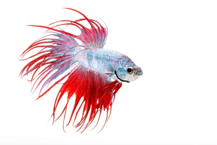 Framed Print : Siamese Fighting fish or Betta Framed Print : Siamese Fighting fish or Betta