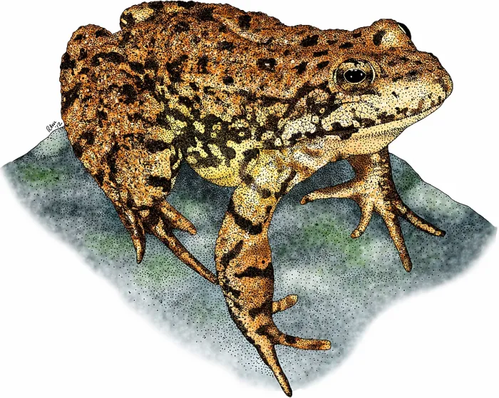 Framed Print : Sierra nevada mountain yellow legged frog Framed Print : Sierra nevada mountain yellow legged frog